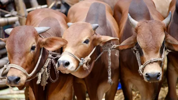 ফেঞ্চুগঞ্জে গোয়ালঘর থেকে দু’টি গরু চুরি